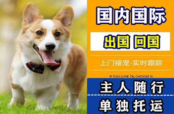湛江宠物托运公司湛江宠物托运公司湛江宠物托运公司