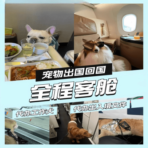 湛江宠物托运到白俄罗斯宠物入境规定和要求