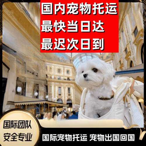 湛江到澳大利亚（澳洲）宠物入境规定和要求
